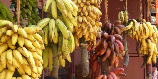La banane, un des fruits préférés des enfants - Programme Malin